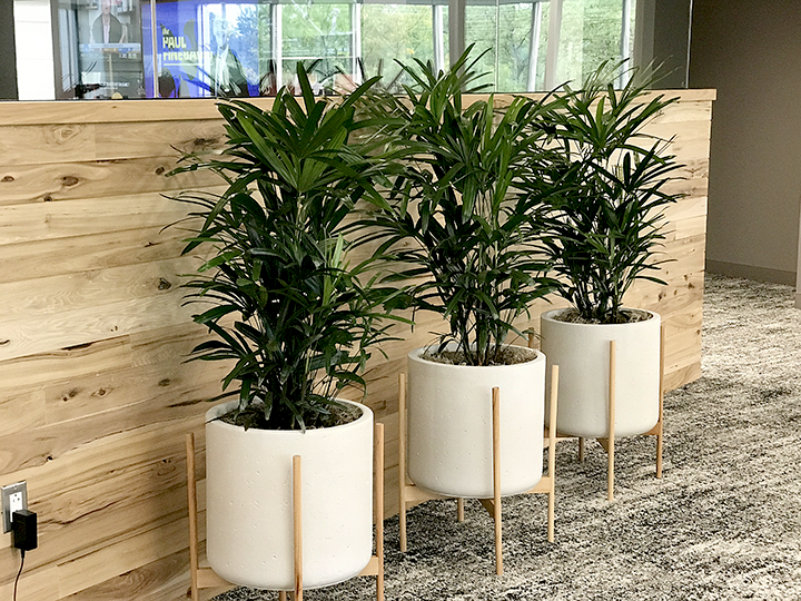 Rhapis Palms in Ceramic Planters