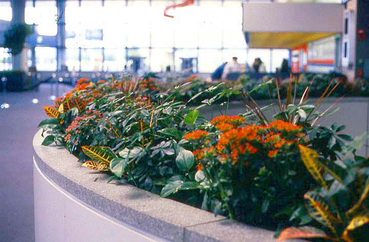 Seasonal color rotation with crotons and kalanchoes