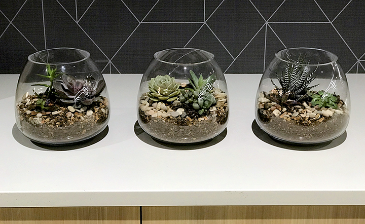 Assorted succulents in glass terrariums